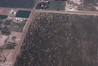 Aerial of vineyard with PD